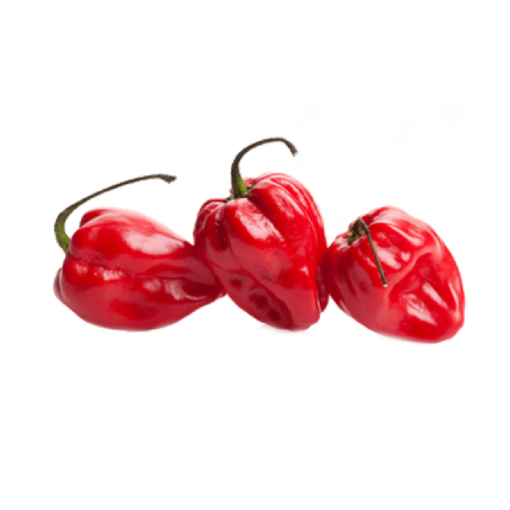 Chile habanero rojo